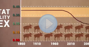 Video: Moose Lake: Home and Refuge